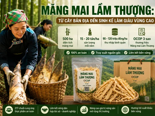 Măng mai Lâm Thượng: Từ cây bản địa đến sinh kế làm giàu vùng cao