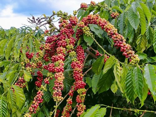 Giá nông sản hôm nay 18/8: Cà phê tăng trở lại, hồ tiêu đi ngang, gạo nguyên liệu giảm