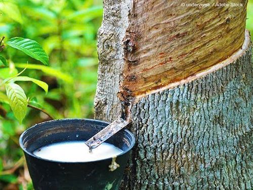Giá cao su hôm nay 19/8: Thị trường thế giới đồng loạt tăng