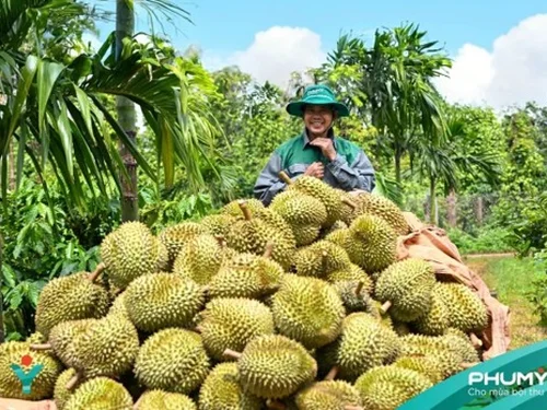 Từ bao phân đến dữ liệu đất: PVFCCo - Phú Mỹ đưa công nghệ vào vùng sầu riêng Đắk Lắk