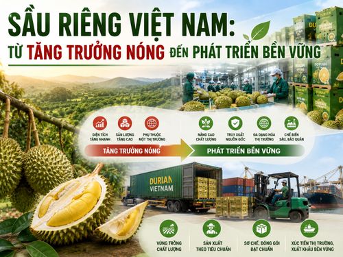 Sầu riêng Việt Nam: Từ tăng trưởng nóng đến phát triển bền vững