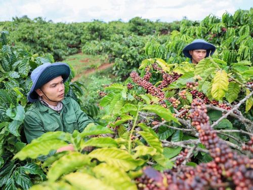Giá nông sản hôm nay 20/8: Cà phê tăng mạnh, tiêu đi ngang, lúa gạo biến động nhẹ