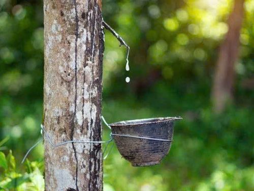 Giá cao su hôm nay 20/8: Nhật Bản, Trung Quốc cùng tăng, butadien lập chuỗi 7 phiên đi lên