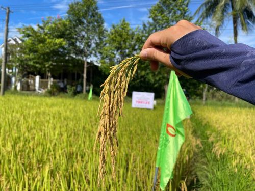 ThaiBinh Seed đưa TBR125 thử sức trên đồng đất Huế