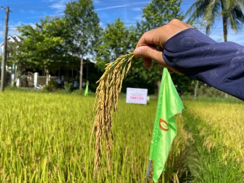ThaiBinh Seed đưa TBR125 thử sức trên đồng đất Huế