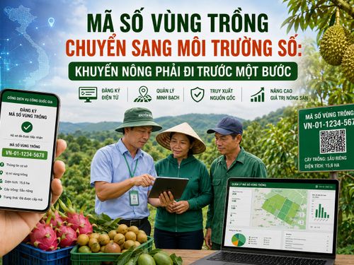 Mã số vùng trồng chuyển sang môi trường số: Khuyến nông phải đi trước một bước