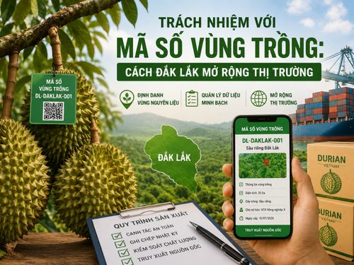 Trách nhiệm với mã số vùng trồng: Đắk Lắk mở rộng thị trường bằng dữ liệu