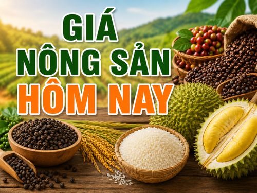Giá nông sản hôm nay 21/8: Cà phê quay đầu giảm, hồ tiêu đi ngang, lúa gạo phân hóa