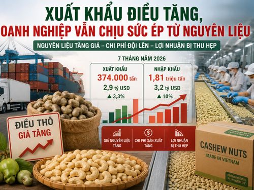 Xuất khẩu điều tăng, doanh nghiệp vẫn chịu sức ép từ nguyên liệu