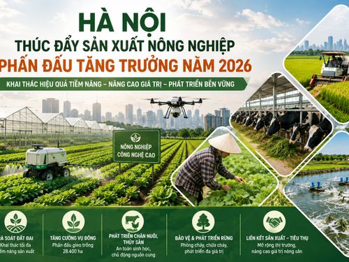 Hà Nội thúc đẩy sản xuất nông nghiệp, phấn đấu đạt mục tiêu tăng trưởng năm 2026