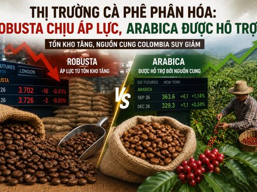 Thị trường cà phê phân hóa: Robusta chịu áp lực, Arabica được hỗ trợ