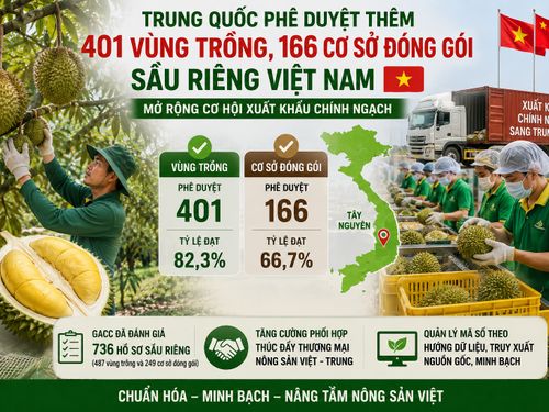 Trung Quốc phê duyệt thêm 401 vùng trồng, 166 cơ sở đóng gói sầu riêng Việt Nam
