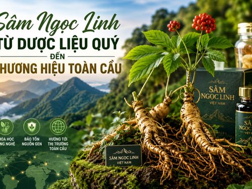 Sâm Ngọc Linh: Từ dược liệu quý đến thương hiệu quốc gia vươn ra thị trường toàn cầu