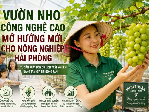 Vườn nho công nghệ cao mở hướng mới cho nông nghiệp Hải Phòng