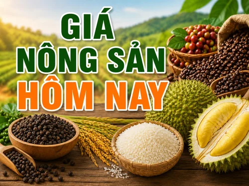 Giá nông sản hôm nay 25/8: Cà phê tăng, hồ tiêu đi ngang, lúa gạo ít biến động