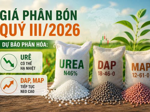 Giá phân bón quý III/2026: Urê hạ nhiệt, DAP và MAP tiếp tục neo cao