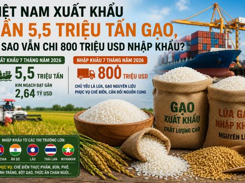 Việt Nam xuất khẩu gần 5,5 triệu tấn gạo, vì sao vẫn chi 800 triệu USD nhập khẩu?