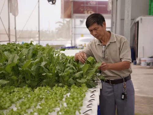 Từ Cộng Hoà Séc trở về, vợ chồng tuổi xế chiều tiếp tục cống hiến cho nông nghiệp quê hương