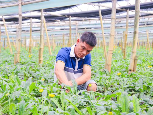 Anh Bùi Văn Khá và hành trình biến đất lúa Bãi Tháp thành 