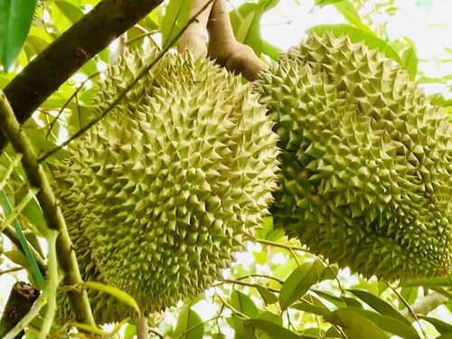 Giá sầu riêng hôm nay 28/8: Giá sầu Thái biến động, hàng đẹp giữ giá cao
