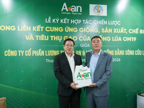 A An và Viện Lúa ĐBSCL hợp tác phát triển OM19, kiến tạo chuỗi giá trị lúa gạo chất lượng cao