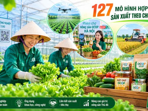 Hà Nội phát triển 127 mô hình hợp tác sản xuất theo chuỗi giá trị