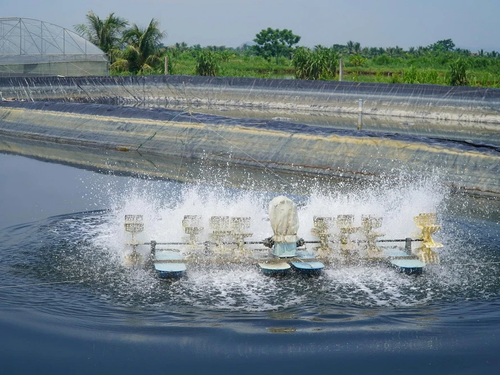 Nuôi tôm công nghệ cao mở hướng phát triển bền vững ở Tân Tiến, Thanh Hóa