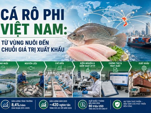 Cá rô phi Việt Nam: Từ vùng nuôi đến chuỗi giá trị xuất khẩu