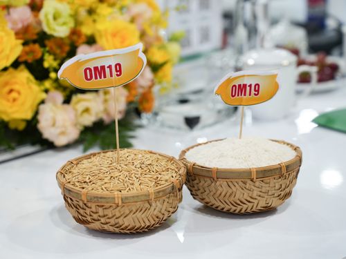 Giá nông sản hôm nay 29/8: Cà phê giảm mạnh, lúa gạo chịu áp lực, giá tiêu đi ngang
