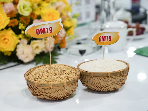Giá nông sản hôm nay 29/8: Cà phê giảm mạnh, lúa gạo chịu áp lực, giá tiêu đi ngang