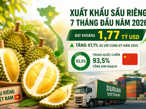 Xuất khẩu sầu riêng 7 tháng đạt 1,77 tỷ USD: Trung Quốc vẫn chi phối, giá bán bắt đầu chịu sức ép