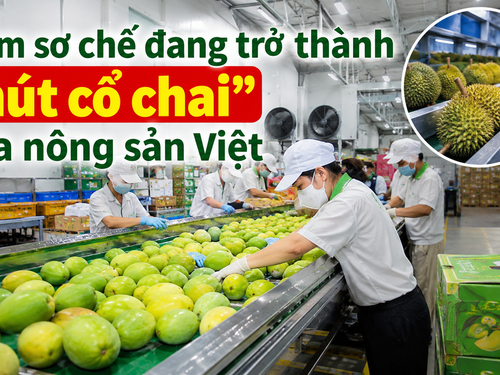 Trạm sơ chế đang trở thành “nút cổ chai” của nông sản Việt