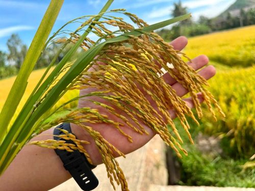 ThaiBinh Seed: TBR85 cho tín hiệu tích cực trước vụ thu hoạch Hè Thu 2026 tại Gia Lai