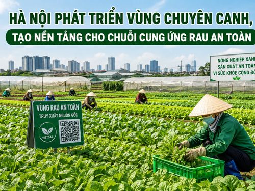 Hà Nội phát triển vùng chuyên canh, tạo nền tảng cho chuỗi cung ứng rau an toàn