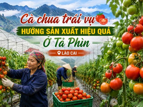 Cà chua trái vụ Tả Phìn: Hướng đi mới nâng cao giá trị nông nghiệp vùng cao