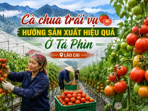 Cà chua trái vụ Tả Phìn: Hướng đi mới nâng cao giá trị nông nghiệp vùng cao