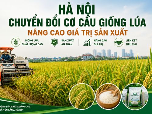 Hà Nội chuyển đổi cơ cấu giống lúa, phát triển vùng lúa chất lượng cao và nâng cao giá trị hạt gạo