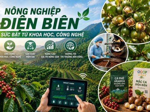 Nông nghiệp Điện Biên: Sức bật từ khoa học, công nghệ và tư duy sản xuất hiện đại