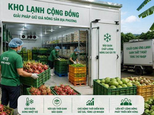 Kho lạnh cộng đồng: “Vũ khí giữ giá” mới của nông sản địa phương