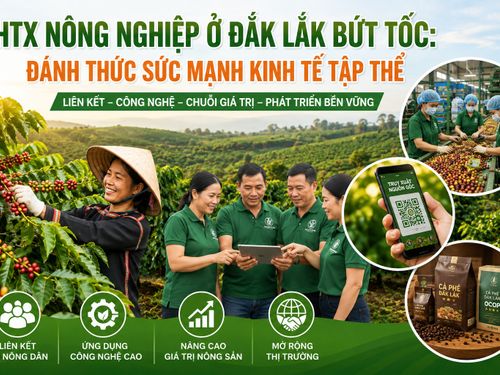 HTX nông nghiệp Đắk Lắk bứt phá: Động lực mới cho kinh tế tập thể và chuỗi giá trị nông sản