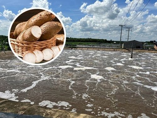 Nước thải từ xưởng làm miến, bún, tinh bột được xử lý bằng cách nào?