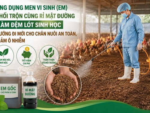 Ứng dụng men vi sinh phối trộn rỉ mật đường làm đệm lót sinh học: Giải pháp mới cho chăn nuôi an toàn, giảm ô nhiễm