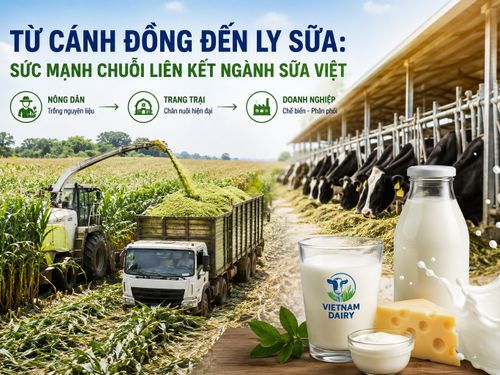 Từ cánh đồng đến ly sữa: Sức mạnh chuỗi liên kết ngành sữa Việt