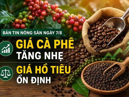 Giá nông sản hôm nay ngày 7/8: Giá cà phê tăng nhẹ, tiến sát mốc 100.000 đồng/kg; hồ tiêu giữ đà ổn định