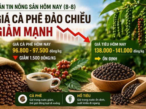 Giá nông sản hôm nay 8/8: Giá cà phê đảo chiều giảm mạnh, hồ tiêu giữ ổn định