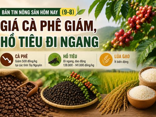 Giá nông sản hôm nay (9-8): Giá cà phê giảm, hồ tiêu đi ngang