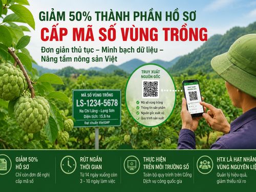 Giảm 50% thành phần hồ sơ cấp mã số vùng trồng, rút ngắn thời gian giải quyết