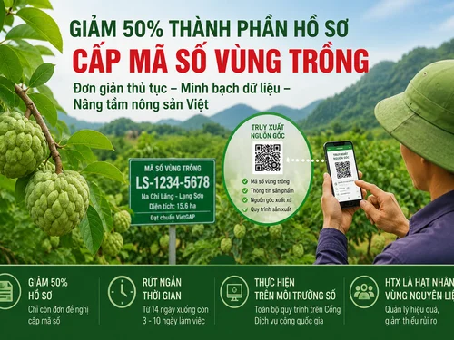 Giảm 50% thành phần hồ sơ cấp mã số vùng trồng, rút ngắn thời gian giải quyết