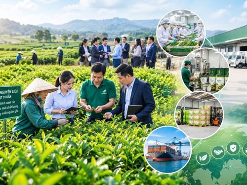 Một vùng nguyên liệu, nhiều doanh nghiệp cùng cần: Lợi thế thuộc về ai?