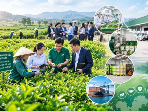 Một vùng nguyên liệu, nhiều doanh nghiệp cùng cần: Lợi thế thuộc về ai?